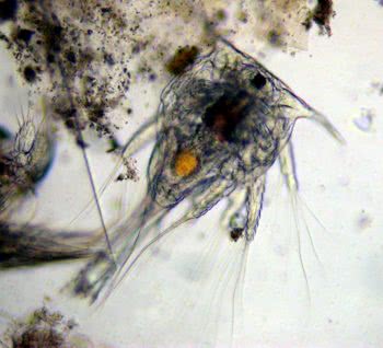Barnacle Larva - (Nauplius larva)